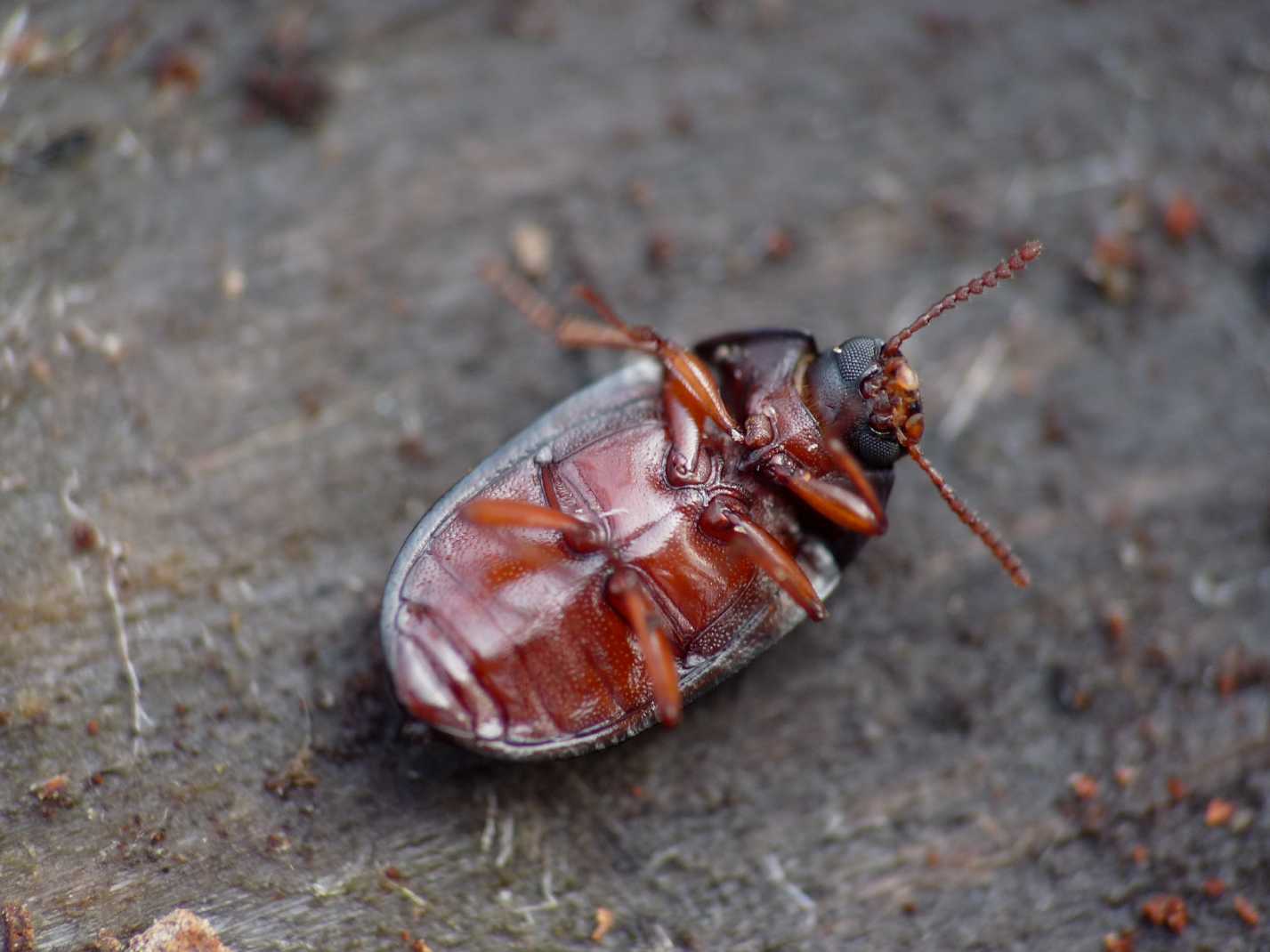 Tenebrionide da determinare: Platydema europaeum